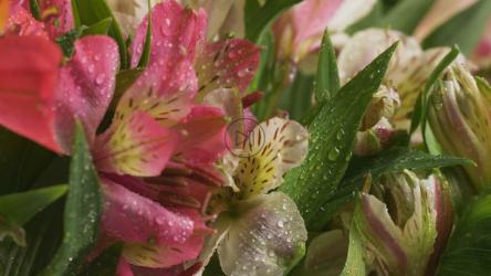 粉红色和白色的花束[4K免费商用]