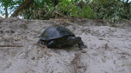 乌龟在海滩附近的沙滩上行走[4K]