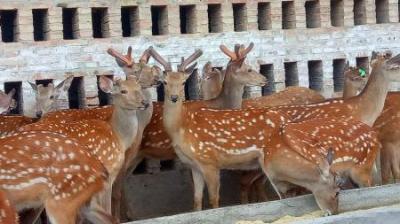 鹿茸在被锯掉时，鹿会感到疼痛吗？生切鹿茸真是为了它好？