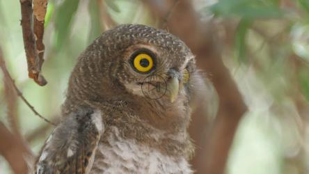 猫头鹰四处张望[4K]