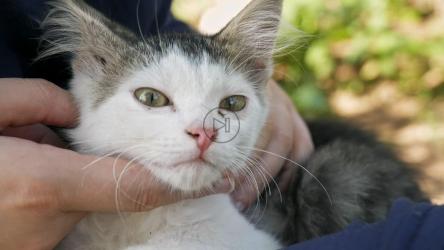 无聊的猫被抚摸[]