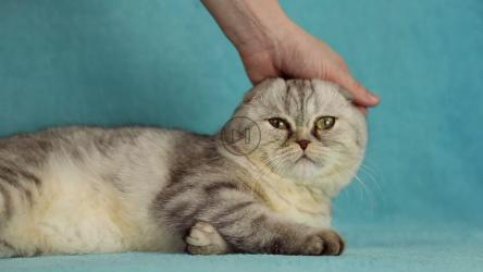 摄影棚里的猫[]