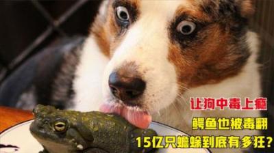 15亿只毒蟾蜍侵占澳大利亚，狗狗舔食后上瘾，鳄鱼吞食竟丧命