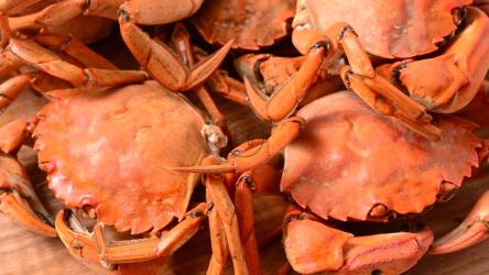 螃蟹展示，旋转镜头[]