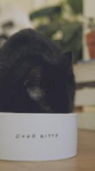 两只猫在吃[免费商用竖屏]