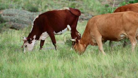 农村里的一群奶牛[]