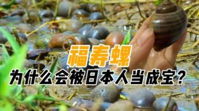 福寿螺泛滥成灾，中国吃货不敢吃，到了日本却成了宝贝