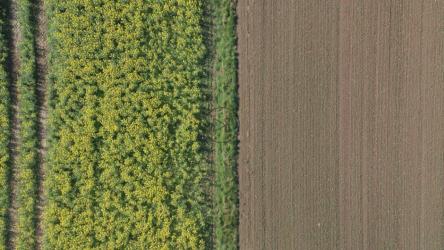 新开垦的田地[4K]