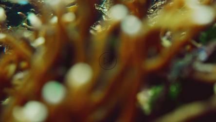 鱼群沿着珊瑚礁游动[]