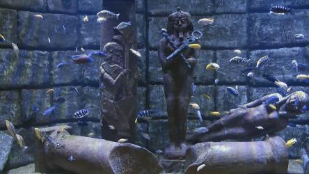 装有雄性孔雀鱼和带海洋植物群的热带鱼的水槽[]