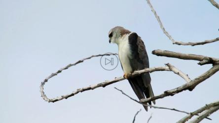 树梢上的小鹰[]