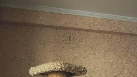 小猫在家打球[]