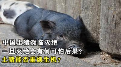 中国土猪濒临灭绝，灭绝会产生什么可怕后果？土猪能否重焕生机？