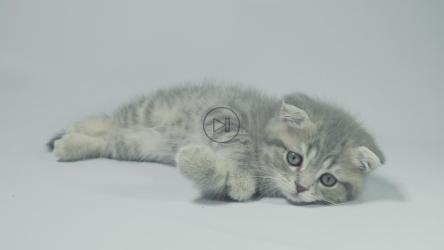 顽皮的灰色小猫躺在白色背景上[]