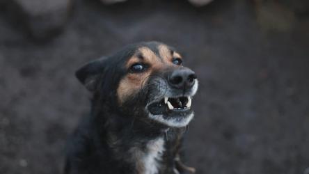 愤怒的德国牧羊犬狂吠[]