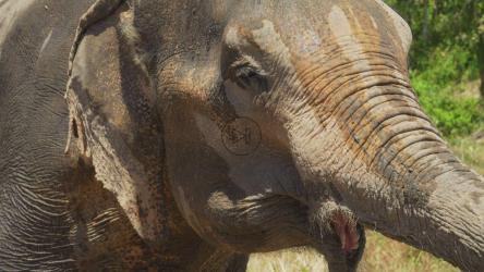 热带草原上的湿象[免费商用]