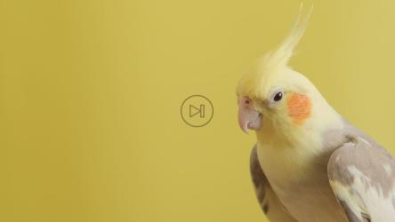 黄色背景上美丽的斗鸡[]