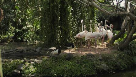 湖畔的一群火烈鸟[4K免费商用]