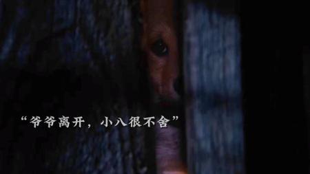 《忠犬八公》一部让无数人落泪的电影，用尽一生，等候主人~！