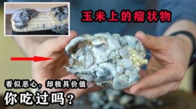 长在玉米上的“毒瘤”，看似恶心却被誉为黑松露，价格堪比黄金？