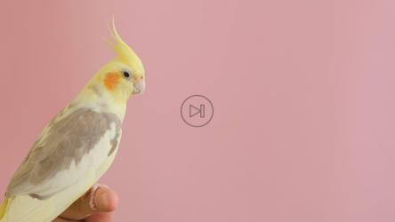 坐在粉红色背景上的鸡尾酒[]