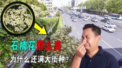 石楠花味道这么臭，为何仍在城市大规模种植？它到底有什么作用？