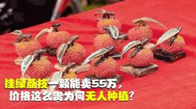 一颗能卖55万，挂绿荔枝价格这么昂贵，为什么没有人种植？