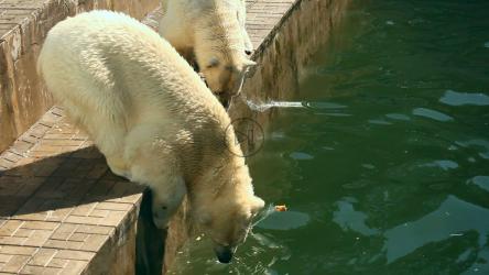 北极熊在动物园里吃东西[]