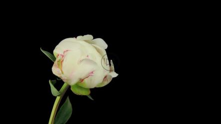 黑底白玫瑰[4K]