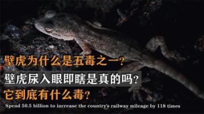 看似人畜无害的壁虎，为何会成为“五毒”之一？它到底有何恐怖？