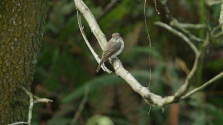 森林里的捕蝇草[4K]