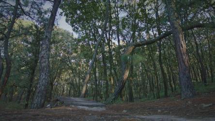 骑自行车的人在森林里跳坡道[免费商用]
