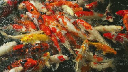 一群锦鲤在水中游动[4K]