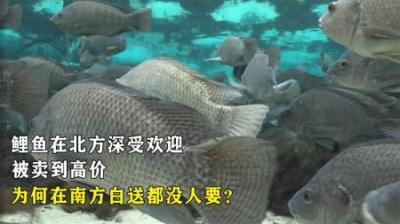 鲤鱼在北方深受欢迎，被卖到高价，为何在南方白送都没人要？