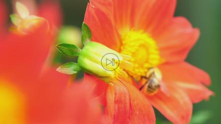 Bee working on an orange flower[]