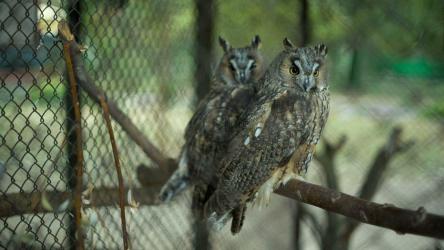 动物园笼子里的几只猫头鹰[]