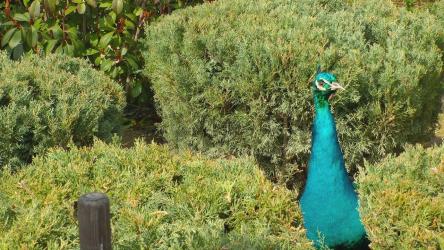 花园里的蓝孔雀[]