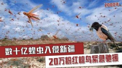 20万只粉红椋鸟增援新疆，“灭蝗大战”一触即发，蝗虫还够吃吗？