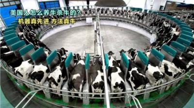 美国牛肉一斤才卖20元，到底是如何养牛和杀牛的？才会如此便宜！
