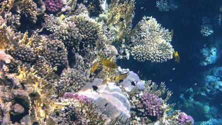 热带珊瑚礁沿岸繁忙的海洋生物[]