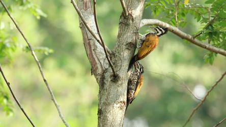 树上的两只啄木鸟[]