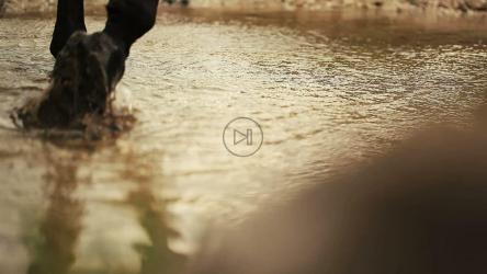 Horse walking through a shallow stream[]