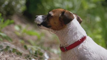 大自然中的狗叫[]