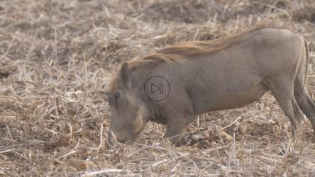 野猪在挖食物[4K]
