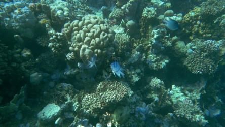 游过暗礁的鱼[]