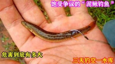饱受争议的“泥鳅钓鱼”危害到底有多大？三天钓空一水库是真的？