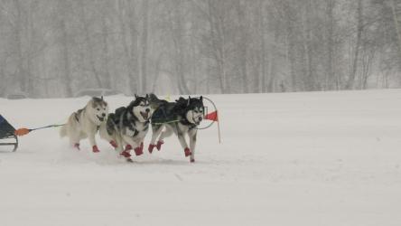 比赛中，一群哈士奇狗拉着雪橇穿过雪地[]