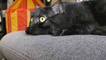 顽皮的黑猫，明亮的眼睛跟着玩具[]