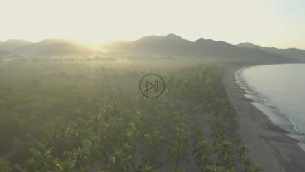 空中拍摄的海滩上有许多棕榈树[免费商用]