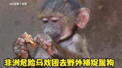 非洲危险马戏团表演的鬣狗原来是这样捕捉的，街头拳击赛也太狠了